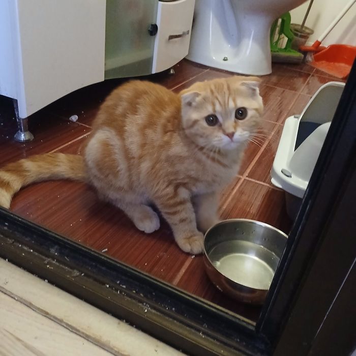 Шотландско клепоухо коте