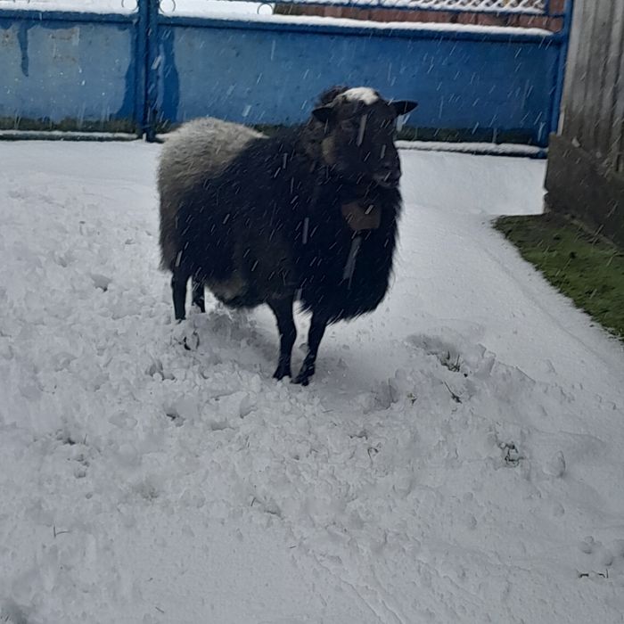 Vînd oi rasă Romanov