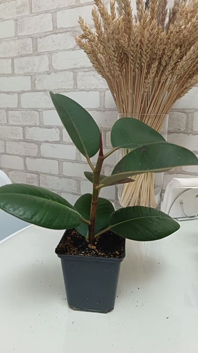 Фикус каучуконосный