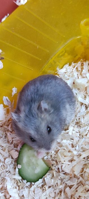 Vând hamster pitic
