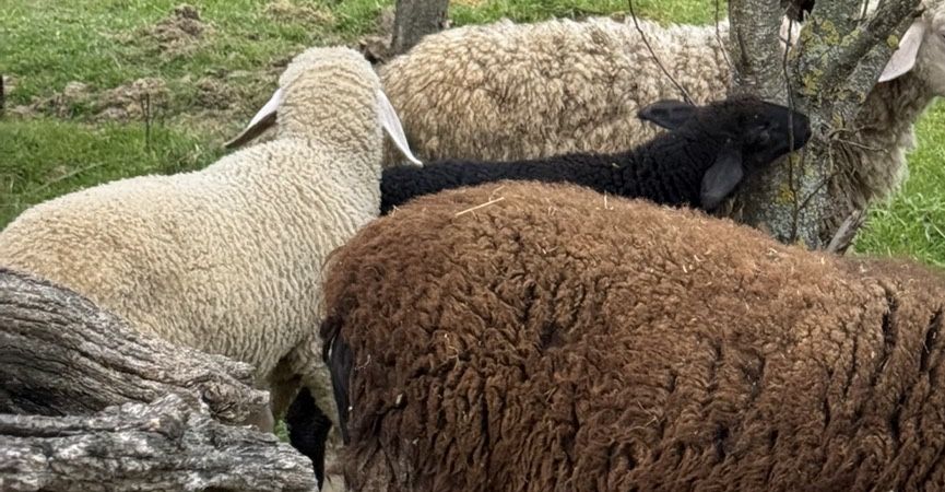 Агнета от домашно стопанство