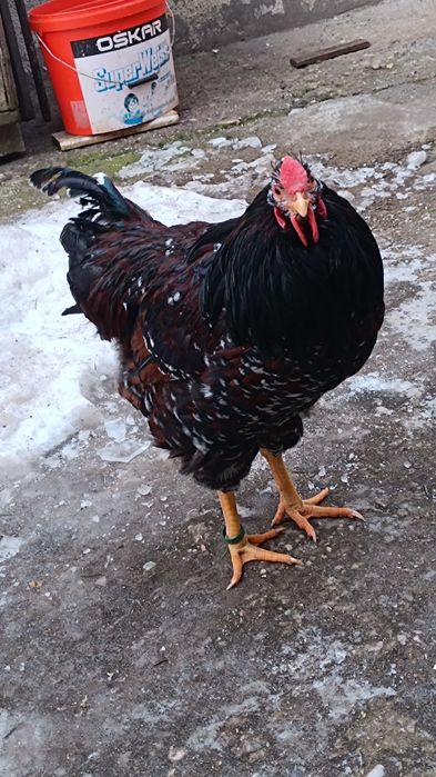 Cocos wyandotte portelan