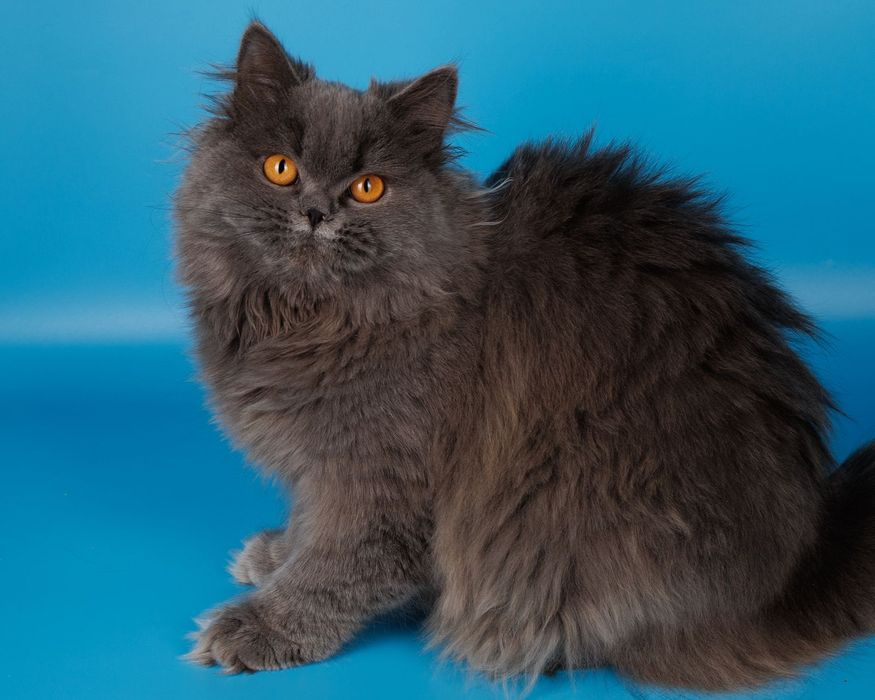 Длиношерстные британские котята