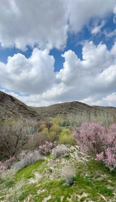 Yashil tabiatga sayohat (mayofka) xizmati