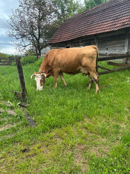 Vand vaca si juninca