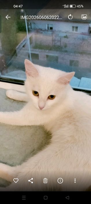 Милая красивая кошечка в добрые руки.