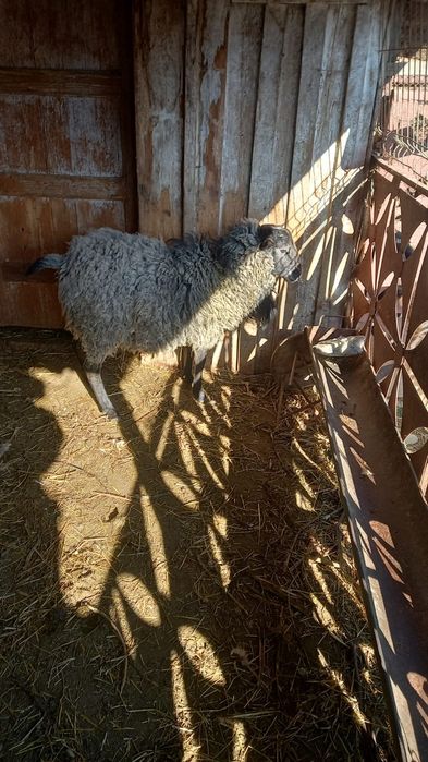 Vând sau schimb berbec romanov