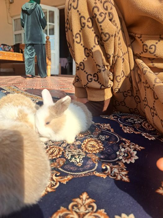 Карлик қуён болалари сотилади. Продаются карликовые крольчата.