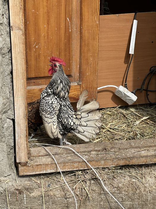 Карлики сибрайт цыплята