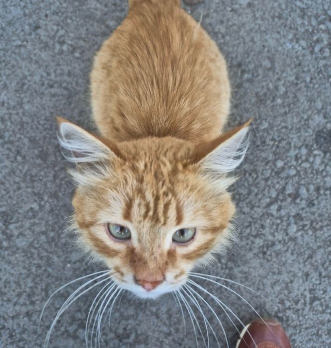 Ласковый котик, мальчик