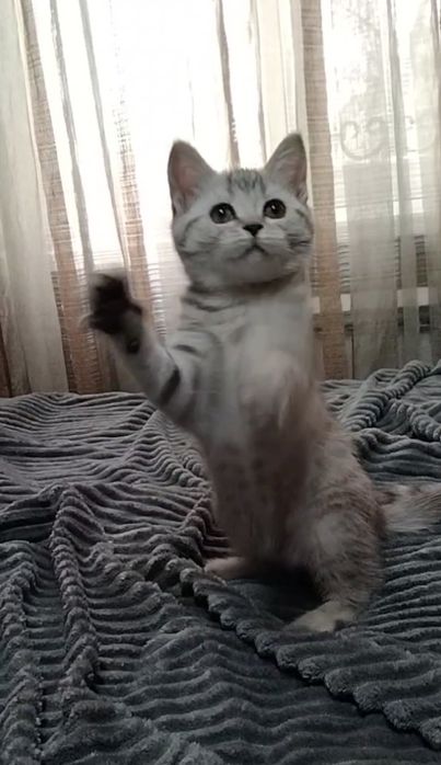 Скоттиш страйт. Девочка.