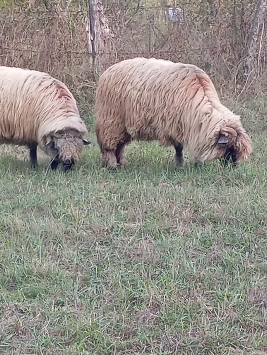 Vând oi bucălai miori!