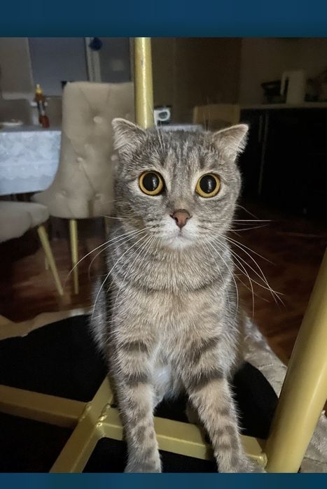 Выхослухий кошка