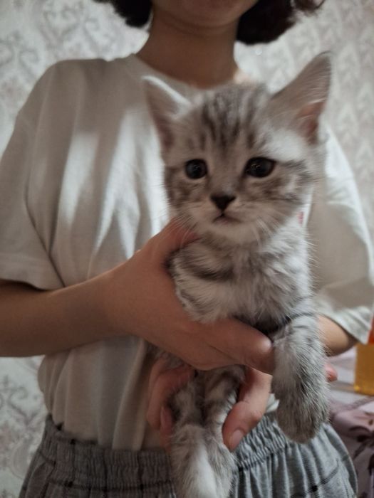 Одам котят в добрые руки
