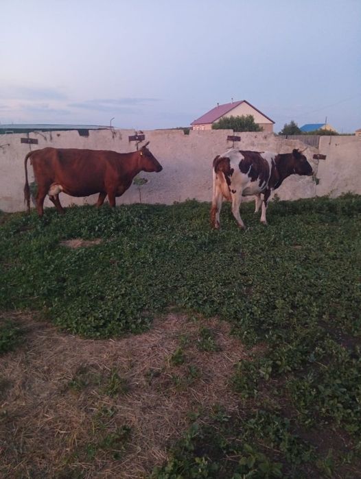 продам молочных коров