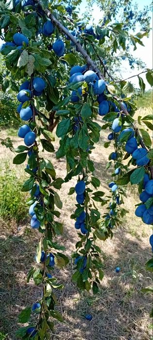 Prune stanley de vanzare