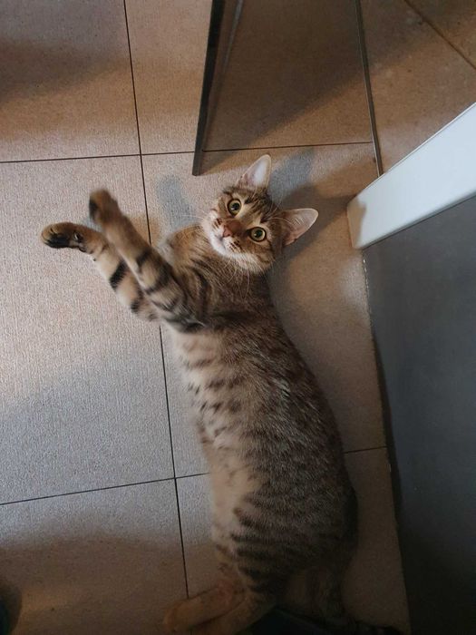 подарявам котенце