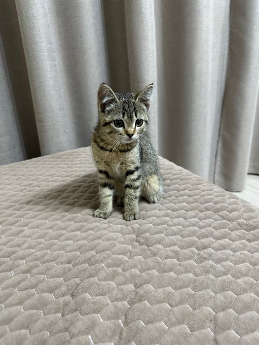 Отдам котенка в добрые руки