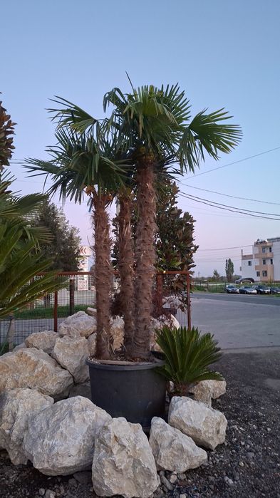 Palmieri măslini artari plante exotice