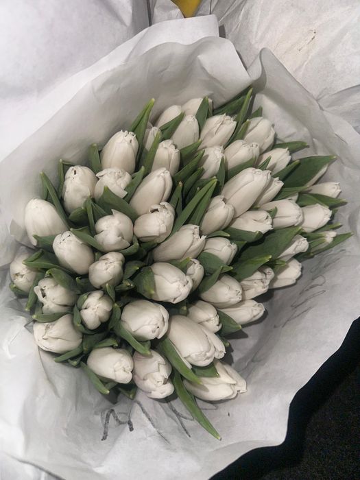 Голландские тюльпаны оптом и в розницу