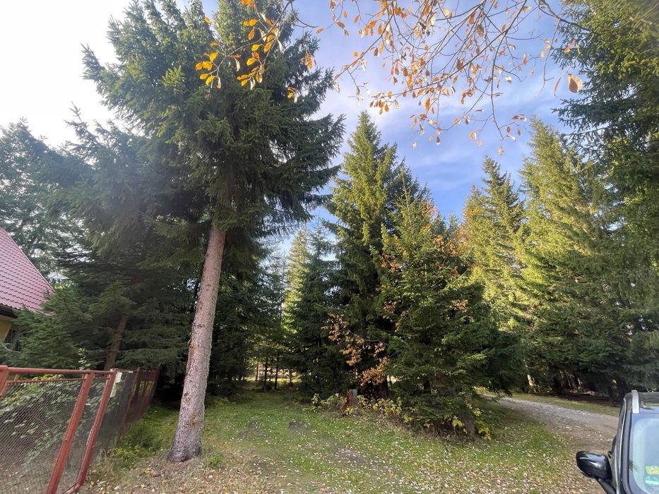 Teren Baisoara/Buscat