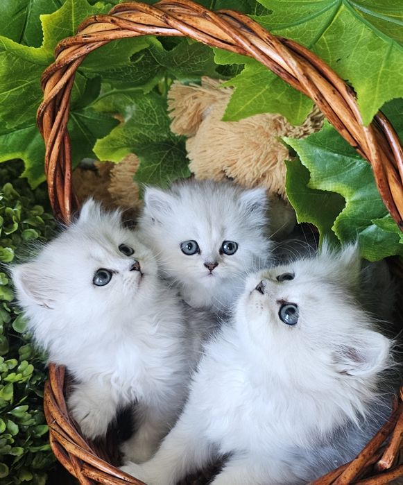 Британски дългокосмести котенца