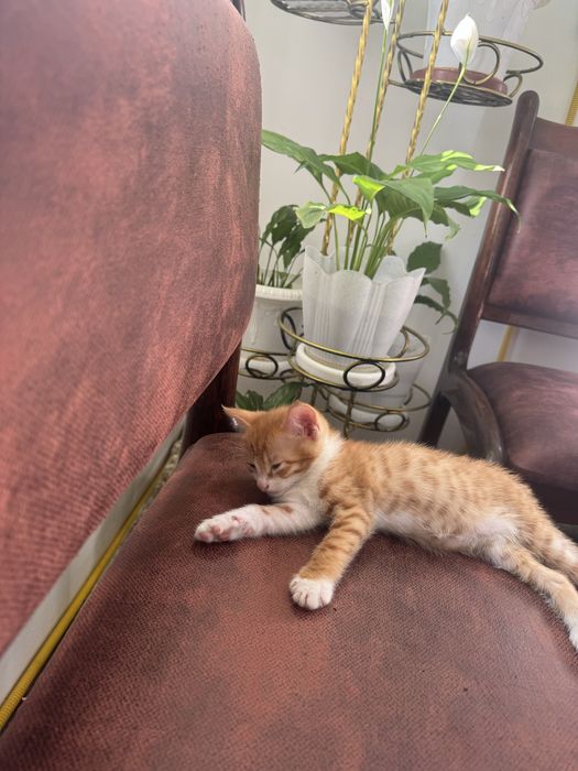 Отдам котят бесплатно