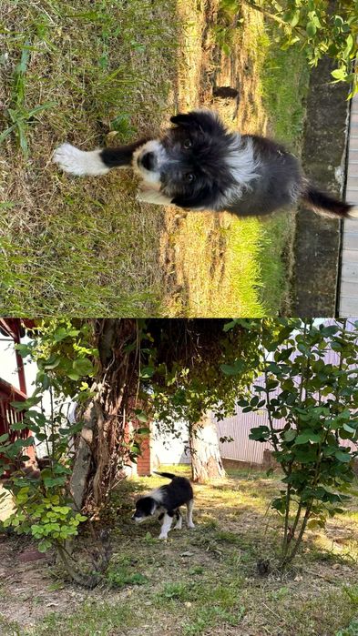 Dau spre adoptie un pui de catel(femela)