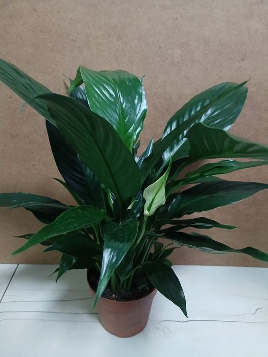 Спатифилум блэк женское счастье