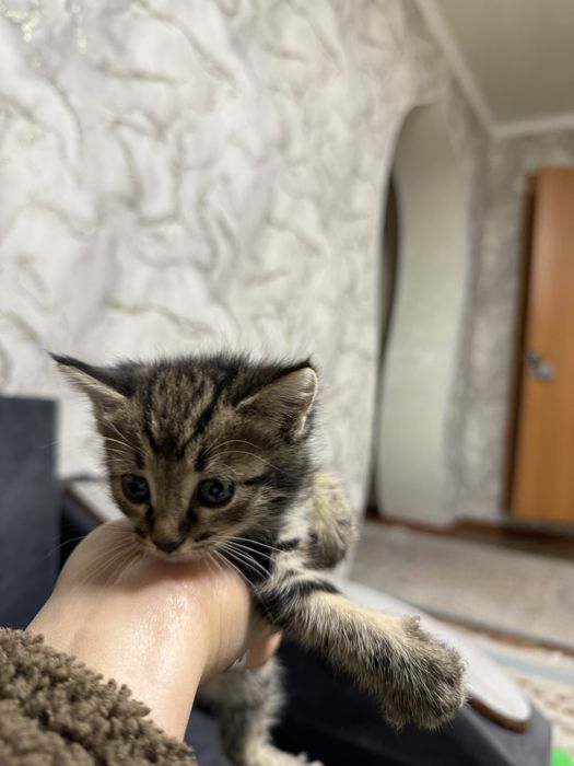 Отдам в хорошие руки