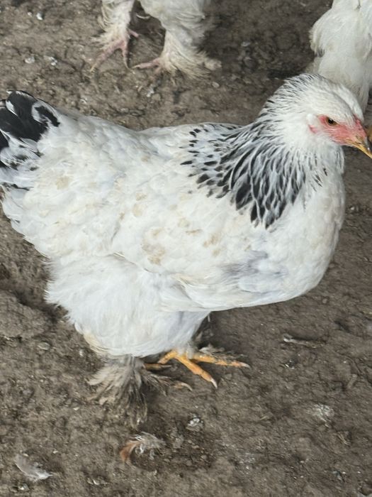 Продам молодых породистых кур.