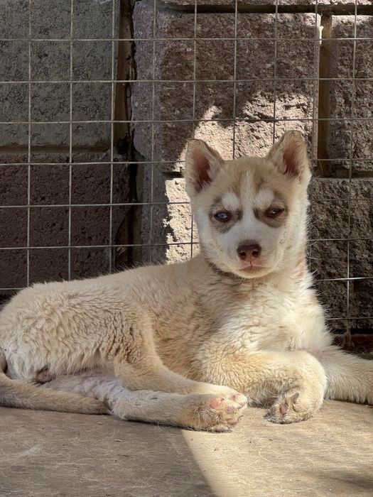 Сибирский хаски девочка