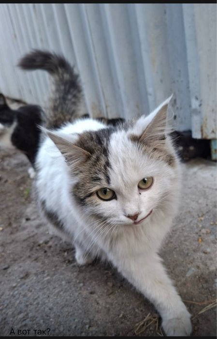 Потерялся белый кот