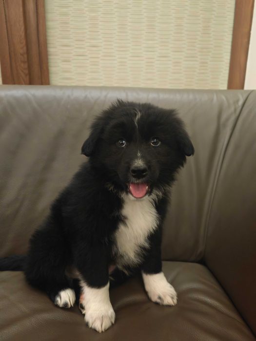 Pui Border Collie 3 luni