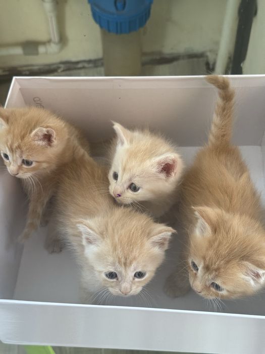 отдам котят в хорошие руки