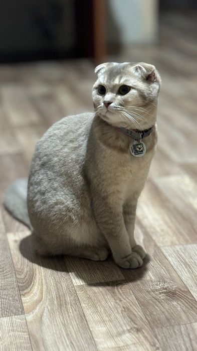 Продается шотладск кошка