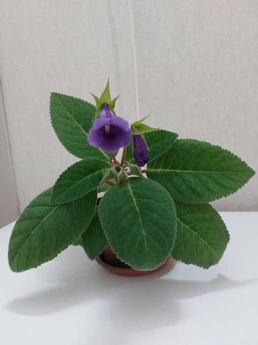 Глоксиния синего цвета