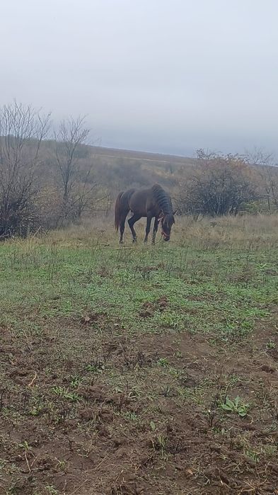 Disponibil cârlan de doar 2 anisori