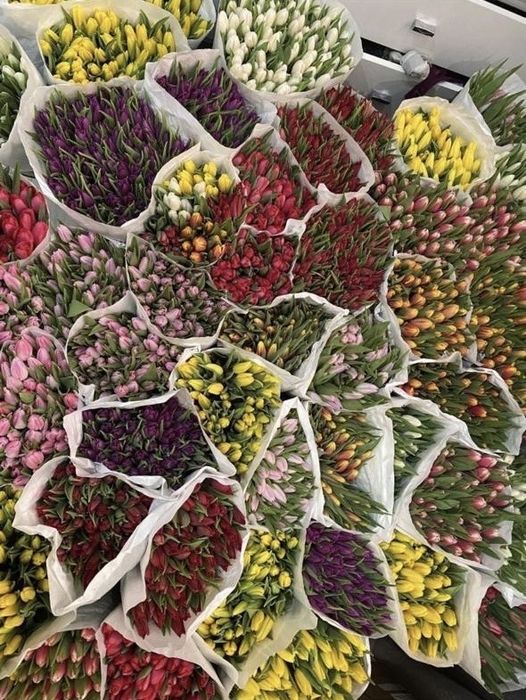 Тюльпаны оптом и в розницу