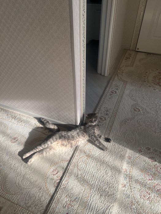 Кот, отдам в хорошие добрые руки