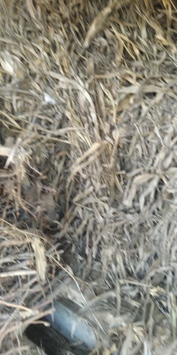 Беда пресс. Маккайи поя. Сотилади