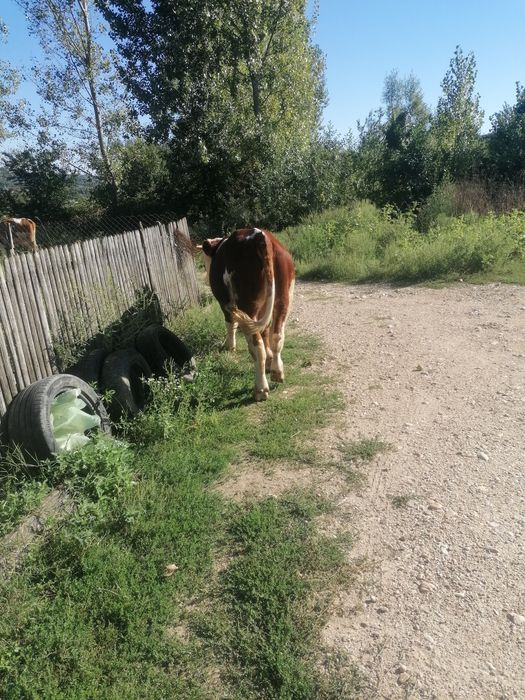 Vând taur junc rasa balanță românească pur