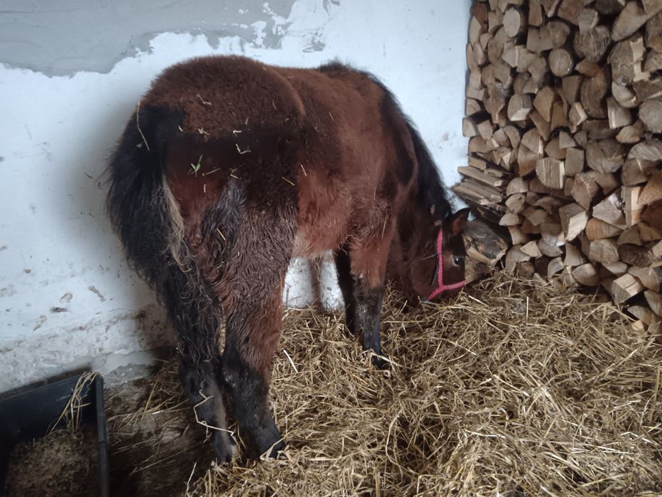 Mânza murgă 3 luni