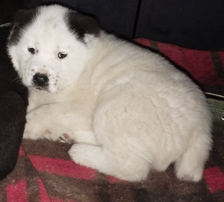 Продаётся щенок Алабая кобель