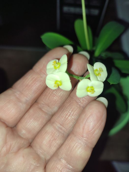 Молочай Миля белый.