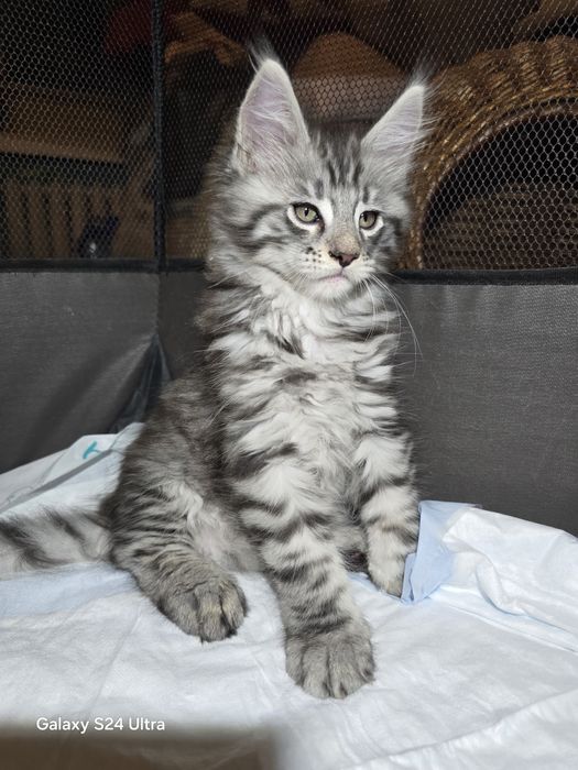 Чистокръвни Котенца Мейн Куун