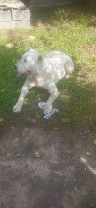 Среднеозиятская овчарка