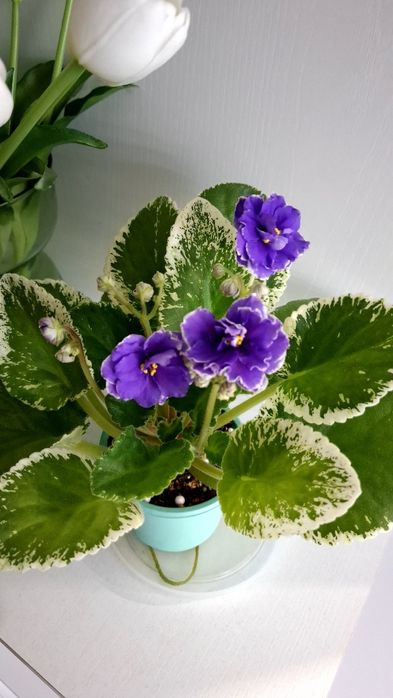 Продам сортовые, цветущие фиалки