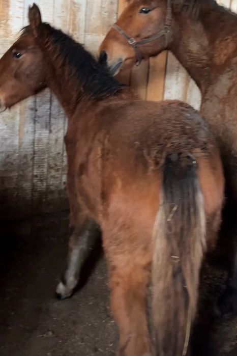 Продам кобылку годовалую