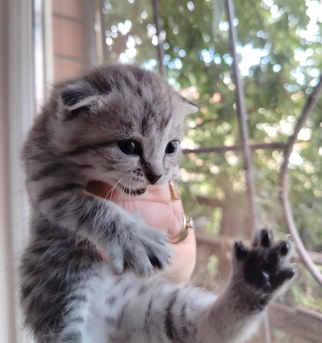 Продам котят шотландских